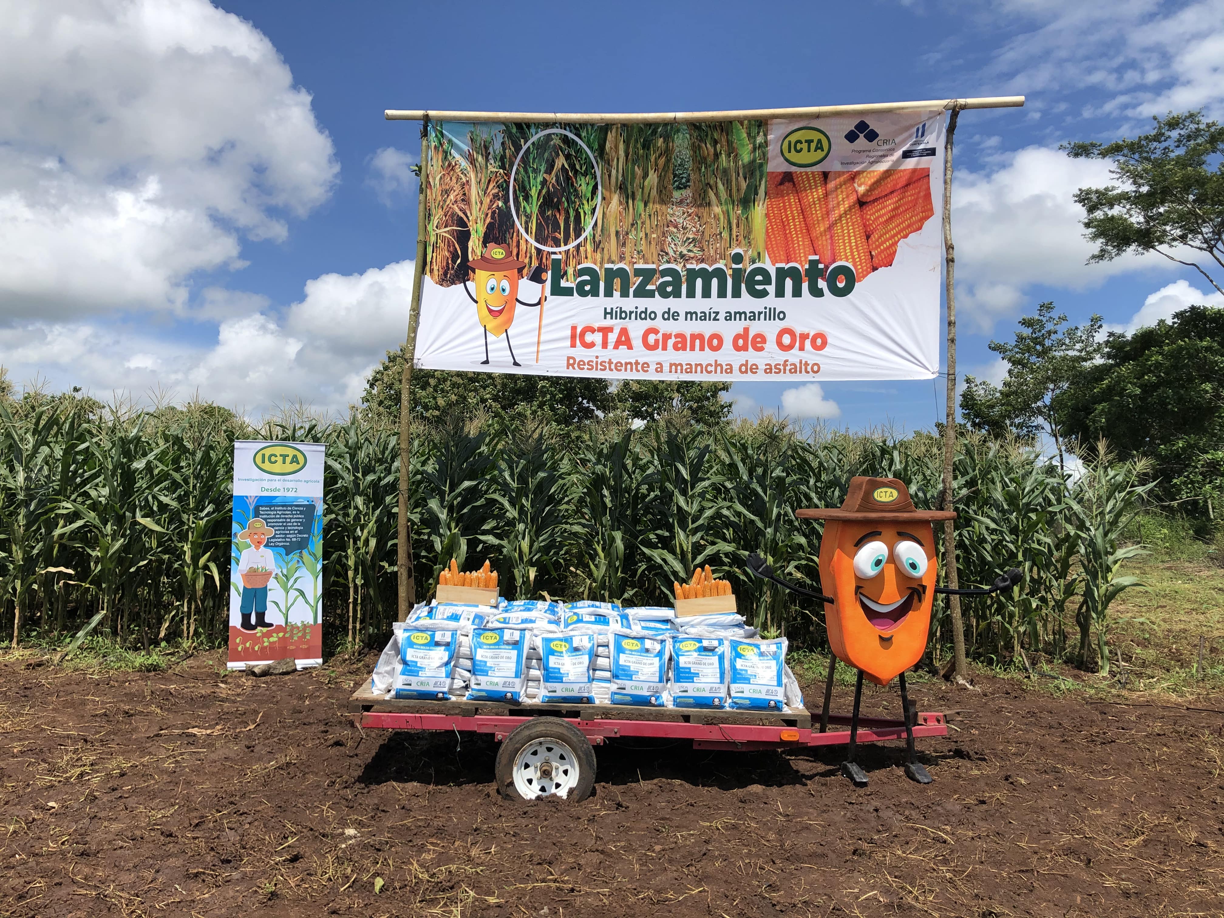Lanzamiento híbrido de maíz amarillo ICTA grano de oro resistente a mancha de asfalto